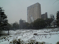 ファイル:グランドメゾン京町堀タワー うつぼ公園雪景色 2008年2月9日撮影.jpg