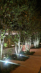 ファイル:グランドメゾン京町堀タワー 植え込み.jpg